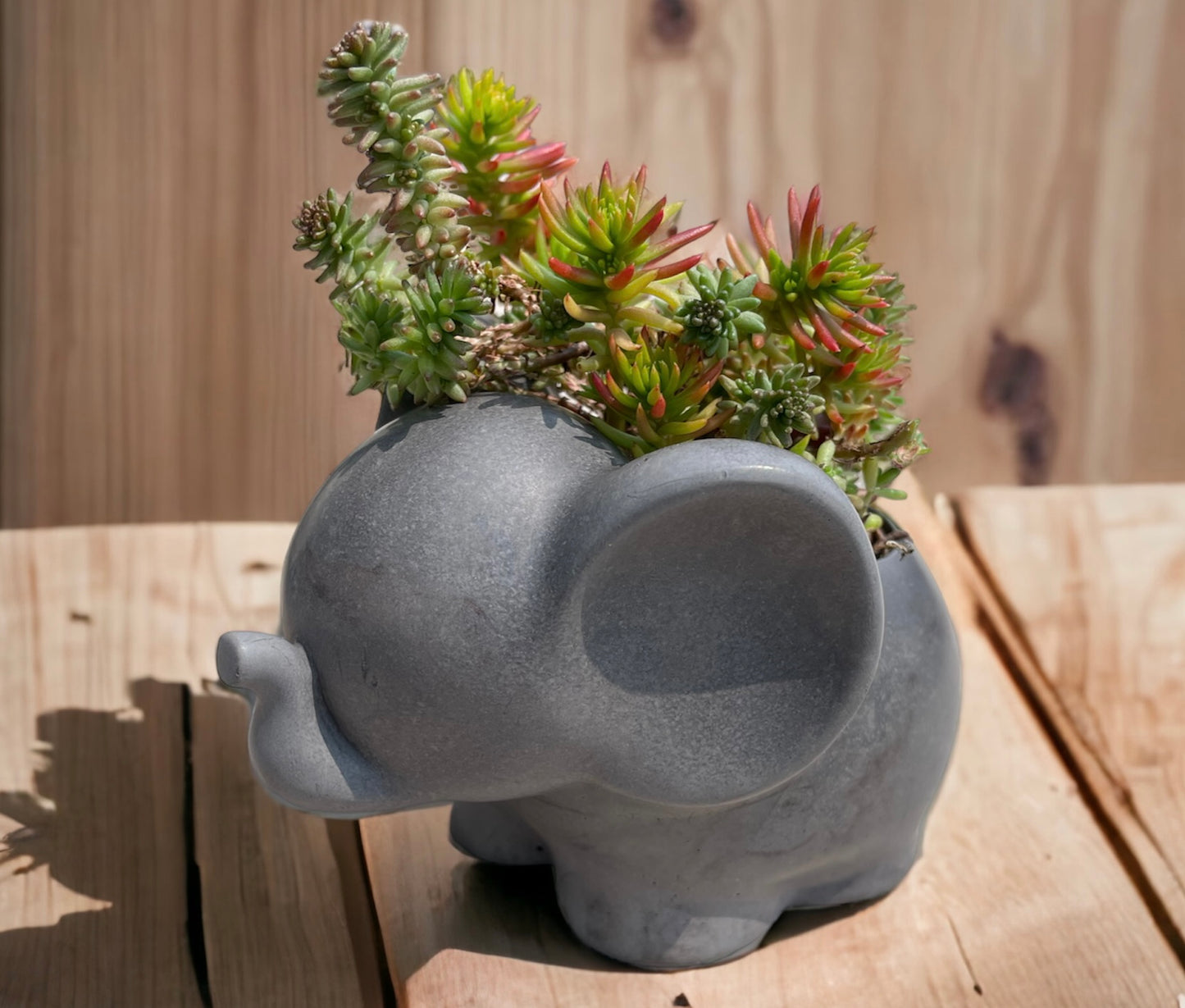 Elephant Planter with Succulent Options