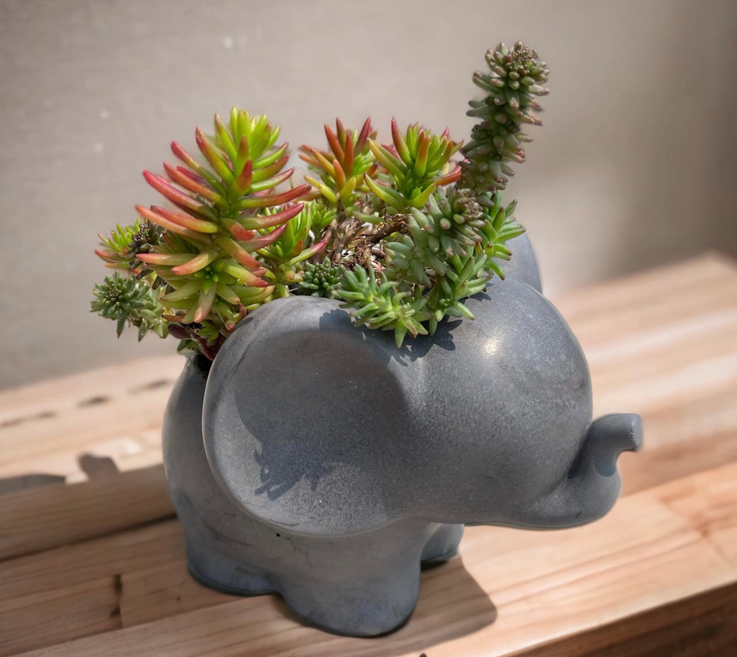 Elephant Planter with Succulent Options