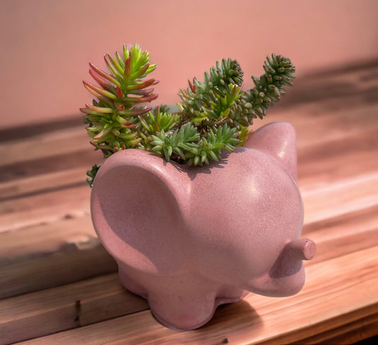 Elephant Planter with Succulent Options