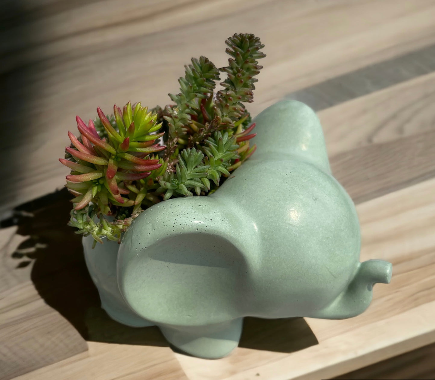 Elephant Planter with Succulent Options