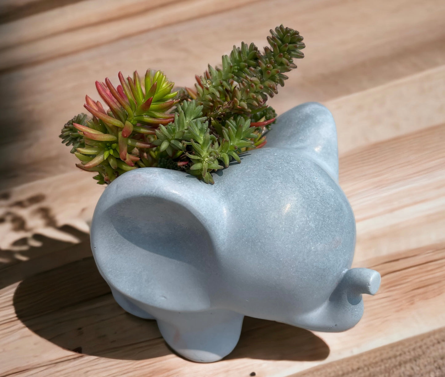 Elephant Planter with Succulent Options