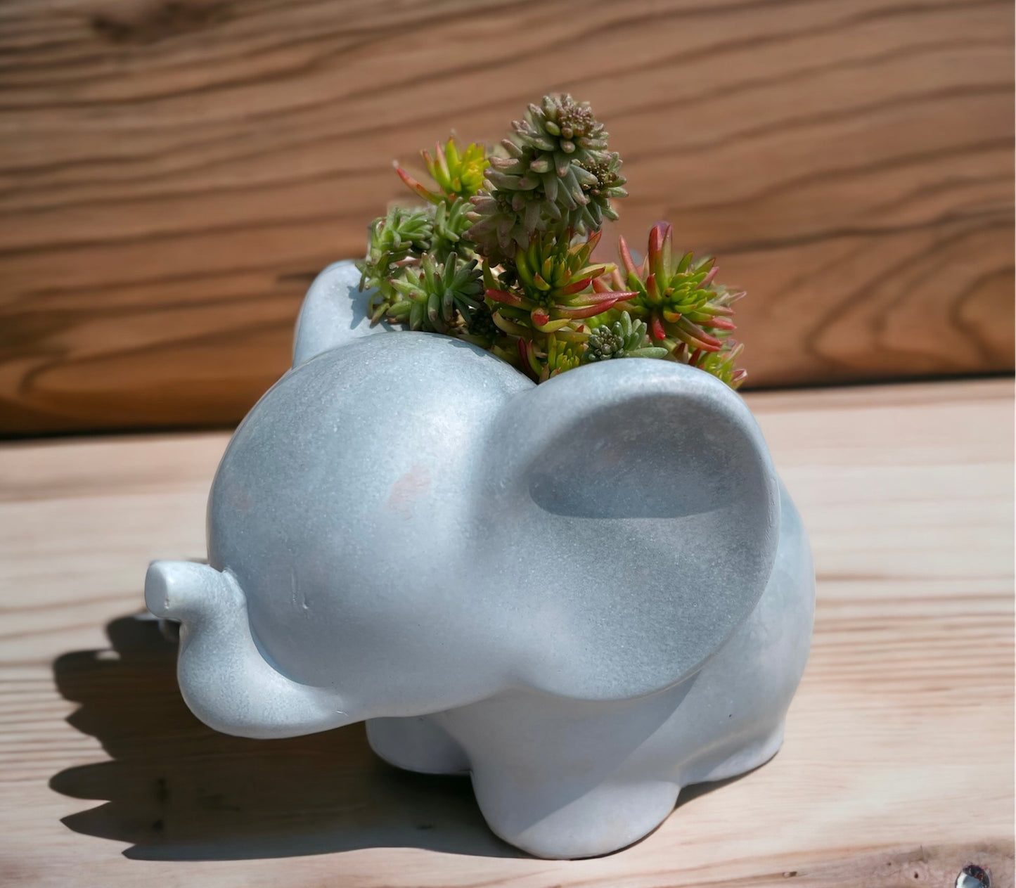 Elephant Planter with Succulent Options