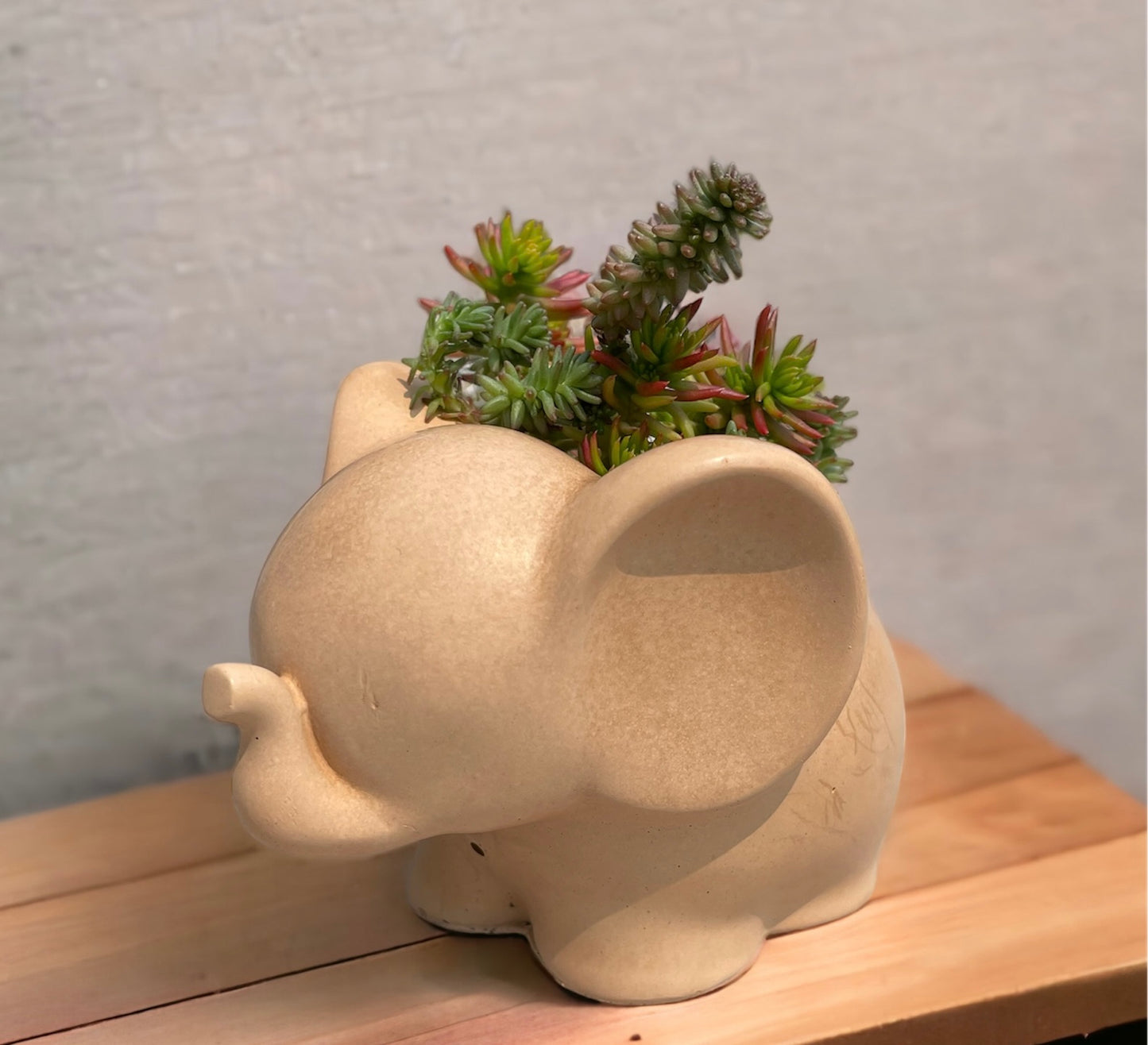 Elephant Planter with Succulent Options