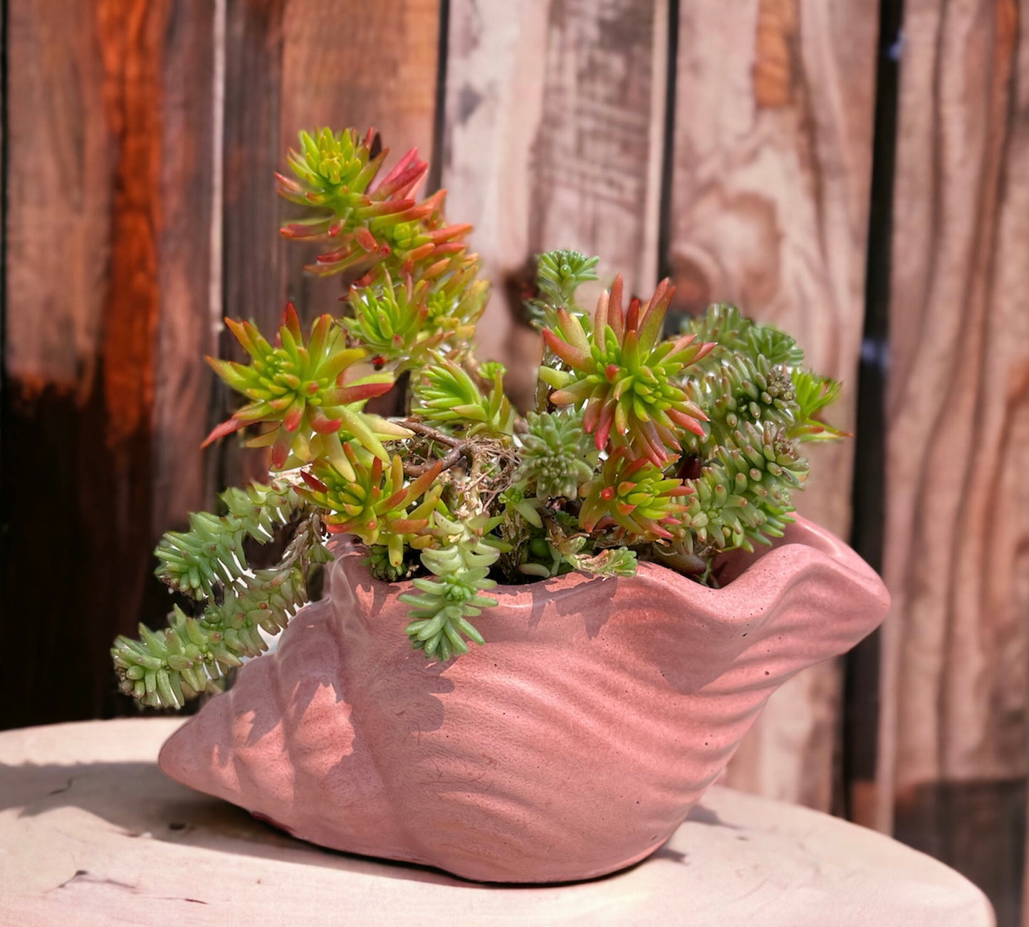 Seashell Planter