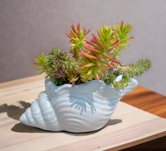 Seashell Planter