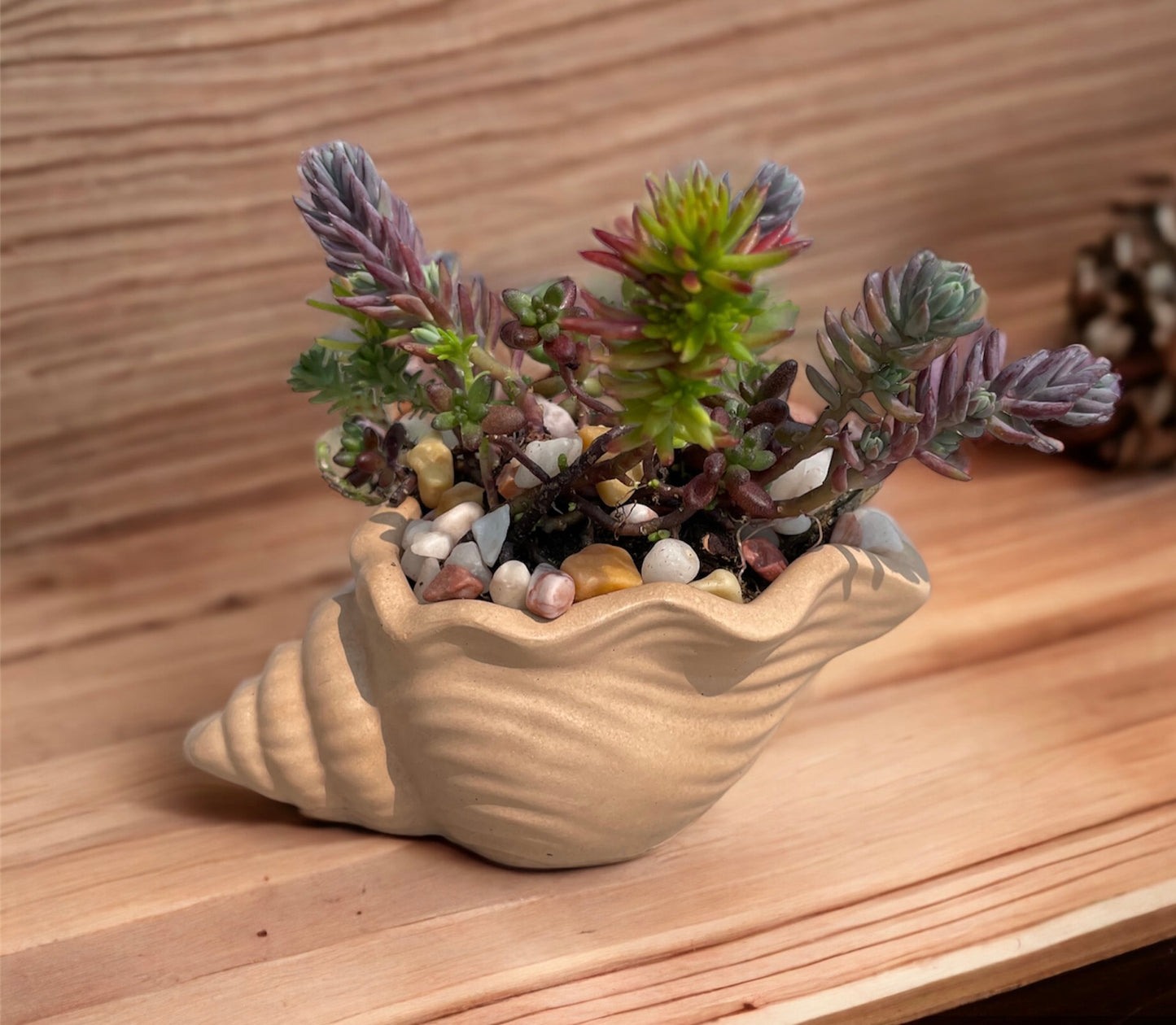 Seashell Planter